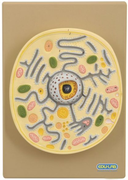 Model: Plant Cell