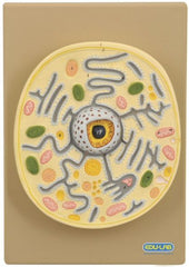 Model: Plant Cell