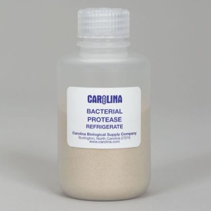 Protease bacterial - 100mL