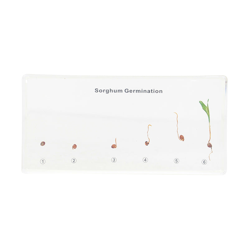 Sorghum Germination