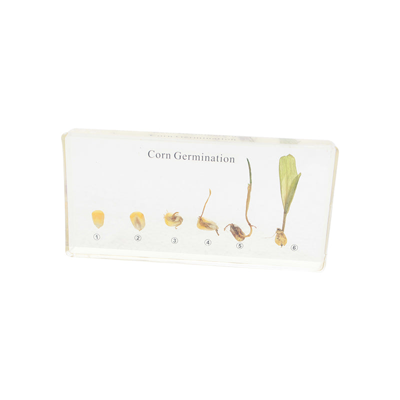 Corn Germination