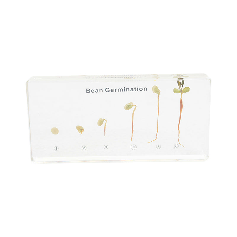 Bean Germination
