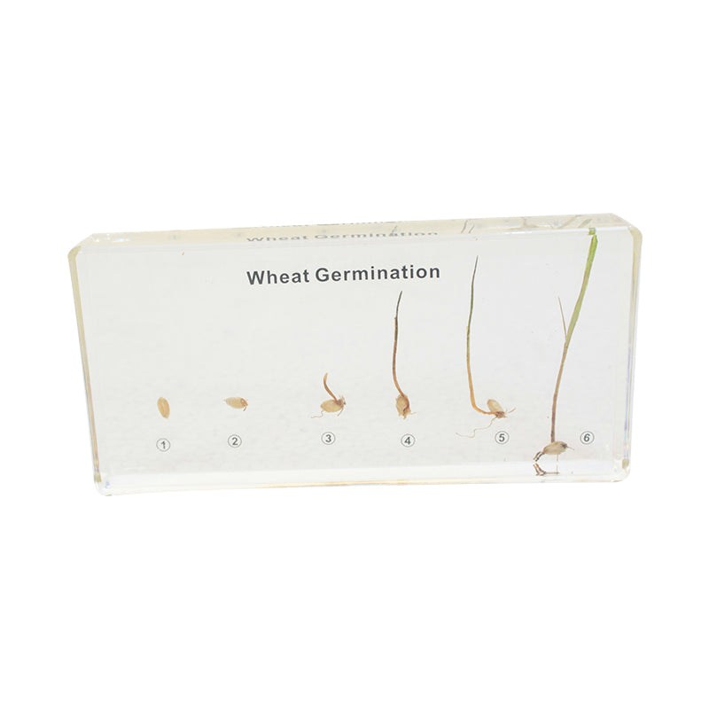 Wheat Germination