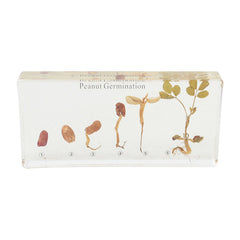 Peanut Germination
