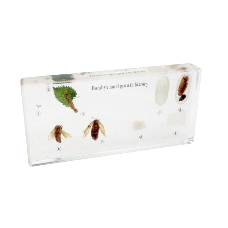 Life Cycle of Silkworm