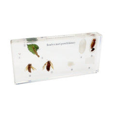 Life Cycle of Silkworm