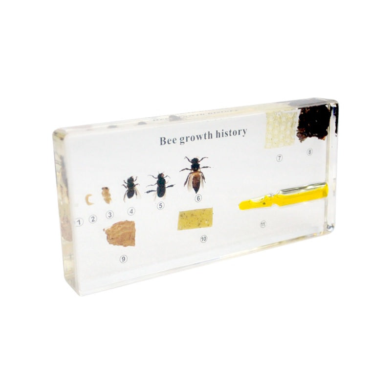 Life Cycle of Honeybee