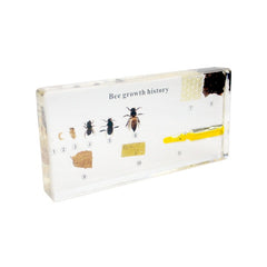 Life Cycle of Honeybee