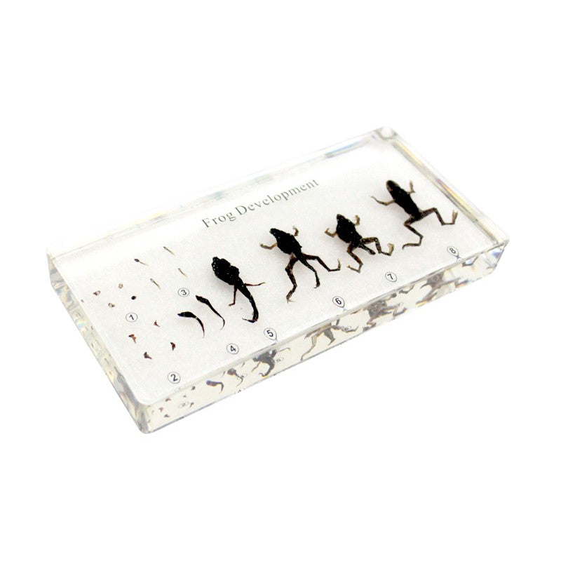 Frog development (16.3*7.7*2cm)