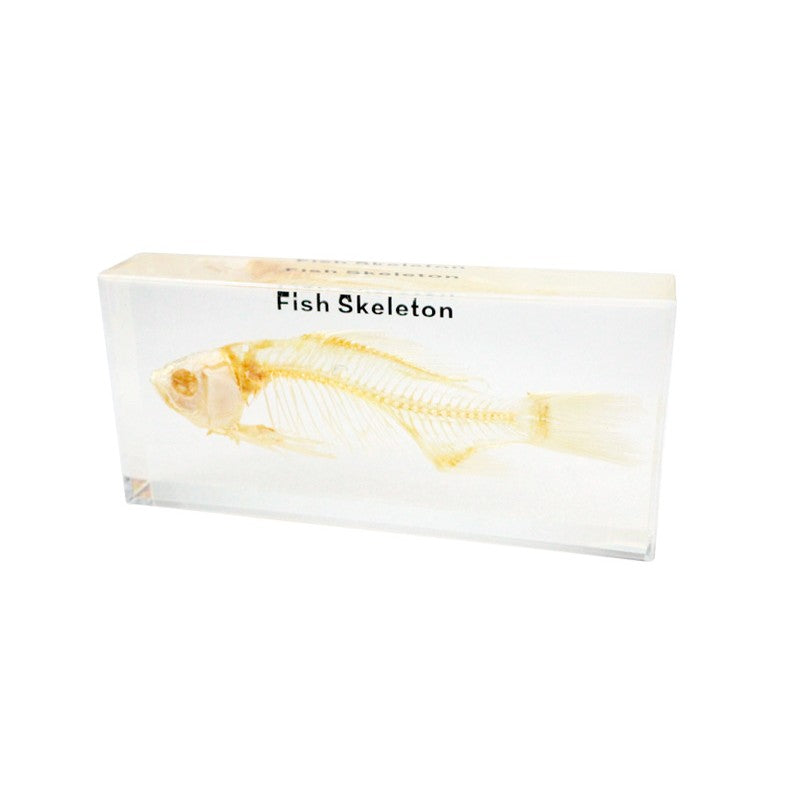 Fish Skeleton
