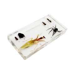 Six kind of Beneficial insects collection (16.3*7.7*2)