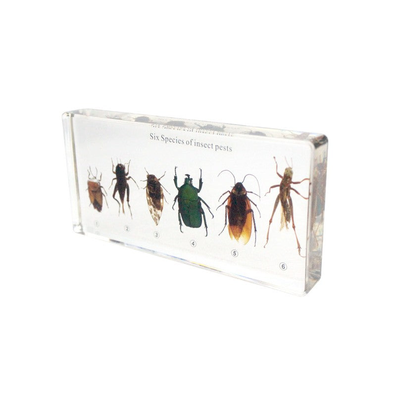 six kind of harmful insects collection (16.3*7.7*2)