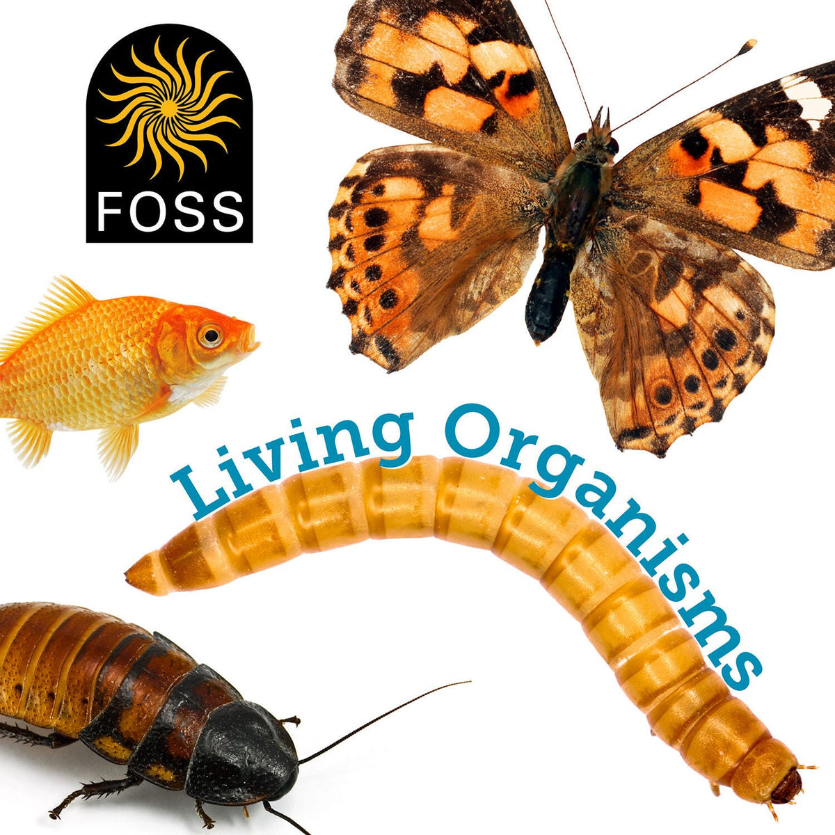 FOSS LIVING MATERIALS CARD CODE 75 MILKWEED EGGS