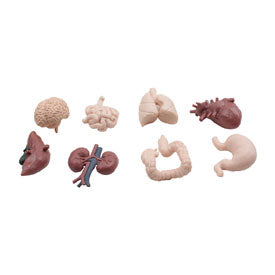 Human Organs objects