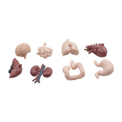 Human Organs objects