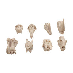 Animal skull model -8 PCS plastic 5-8cm