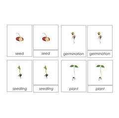 Sorting Cards-Plant Life Cycle EN