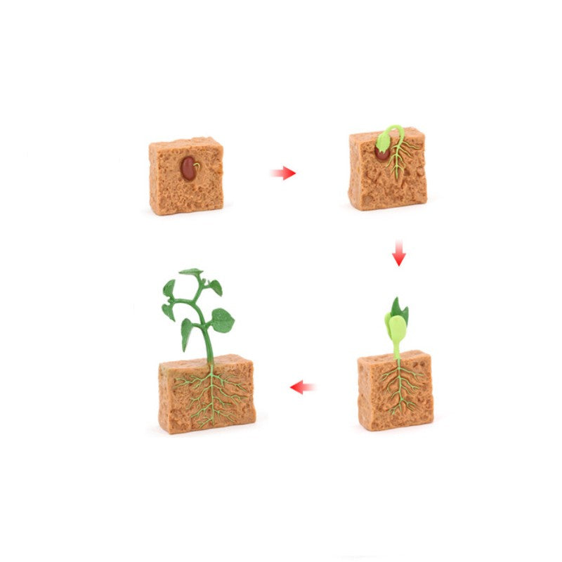 Life Cycle Objects - Plant