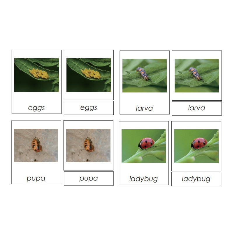 Sorting Cards-Ladybug Life Cycle EN