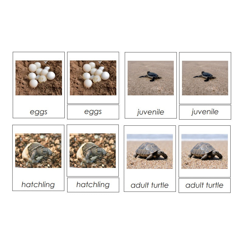Sorting Cards-Turtle Life Cycle EN