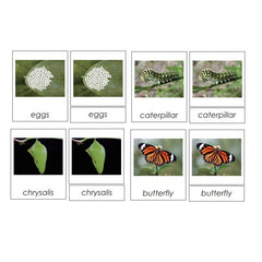 Sorting Cards-Butterfly Life Cycle EN