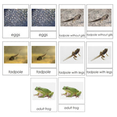Sorting Cards-Frog Life Cycle EN