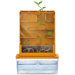 Green Science - Grow-A-Maze (5 Years +)