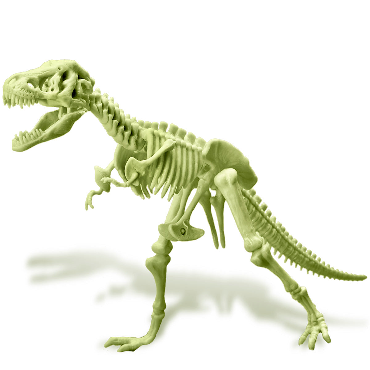 Kidzlabs - Glowing T-Rex Skeleton (5 Years +)