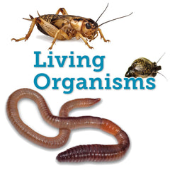 LM CODE CODE CARD SNAILS POND PKG/25