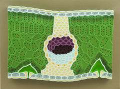 Model, Dicot Leaf V.S. (Each)