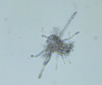 Amoeba Proteus - 60mL