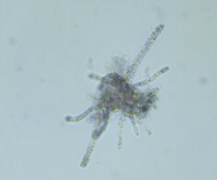 Amoeba Proteus - 60mL