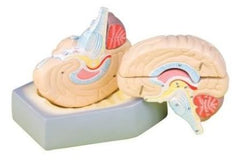 Model - Life Size Human Brain (with base) - 4 parts