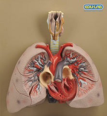 Model, Heart with Lungs & Larynx (Each)