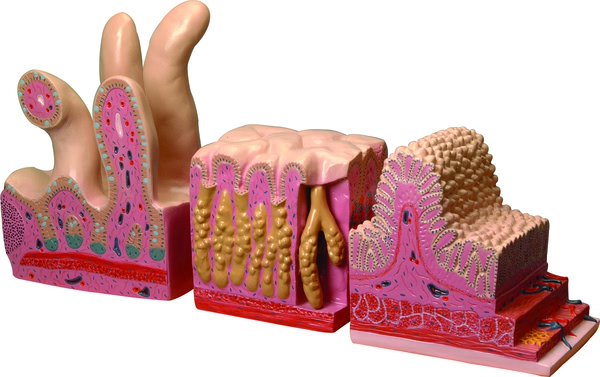 Model, Digestive Canal (Each)