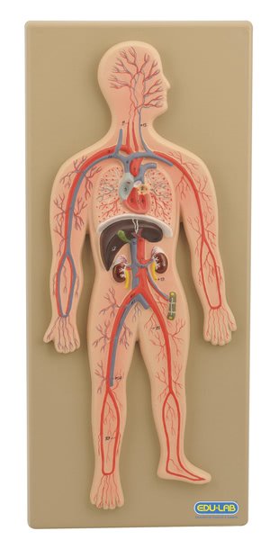 Model, Circulatory System (Human) (Each)