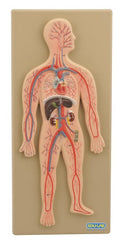 Model, Circulatory System (Human) (Each)