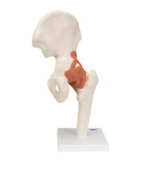 Model, Hip Joint, Movable (Each)