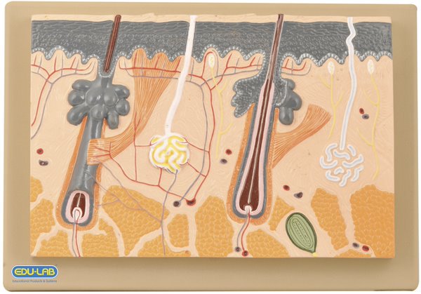 Model, Skin Section (Each)