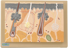 Model, Skin Section (Each)