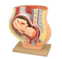 Model, Pelvis with Baby (Each)