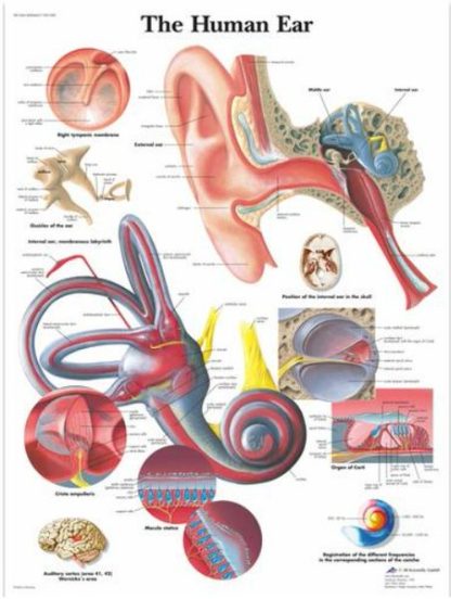 Anatomical Chart, 50x67cm, Ear (Each)