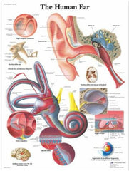 Anatomical Chart, 50x67cm, Ear (Each)
