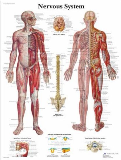 Anatomical Chart, 50x67cm, Nervous system (Each)