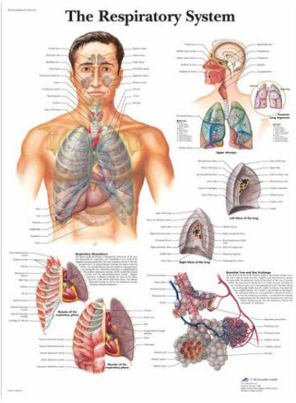Anatomical Chart, 50x67cm, Respiratory (Each)