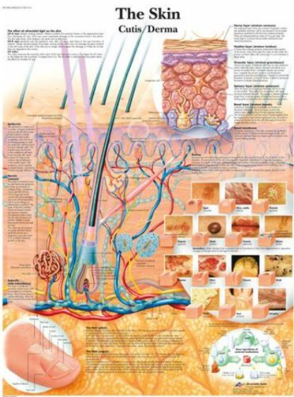 Anatomical Chart, 50x67cm, Skin (Each)