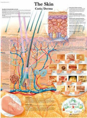 Anatomical Chart, 50x67cm, Skin (Each)