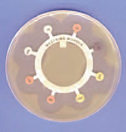 M13 Antiobiotic Mast Rings - 100pcs