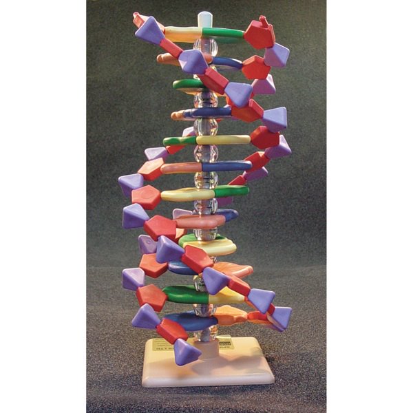 Molymod 12-Layer DNA Model Kit (Each)\nAMDNA-060-12