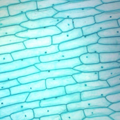 Slide, Onion Bulb Epidermis Wm (Each)